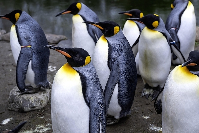 king penguin  Aptenodytes patagonicus  King penguins Aptenodytes patagonicus, by Pius Koller