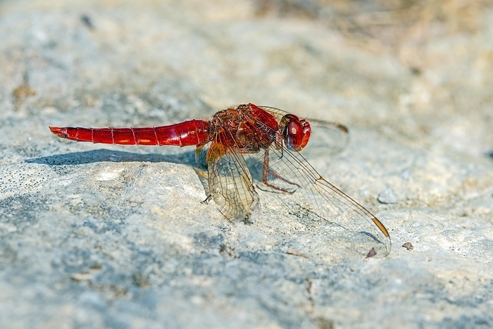 Scarlet Dragonfly, by Frank Derer