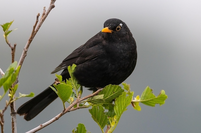Blackbird, by Frank Derer