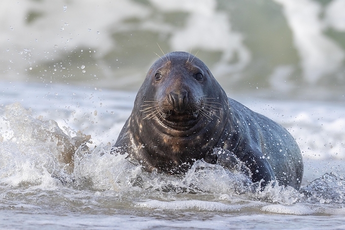 Grey seal, by Frank Derer