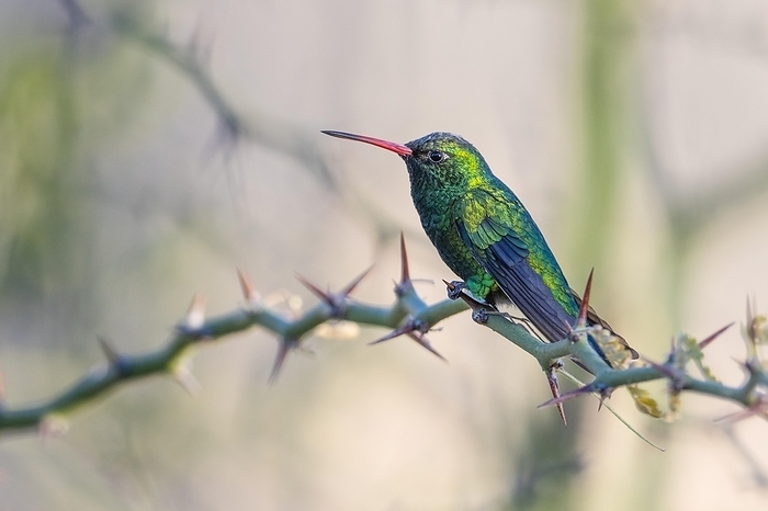 Golden-bellied Emerald Hummingbird, by Frank Derer