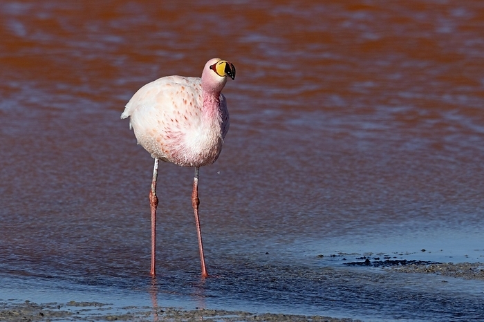James Flamingo, by Frank Derer