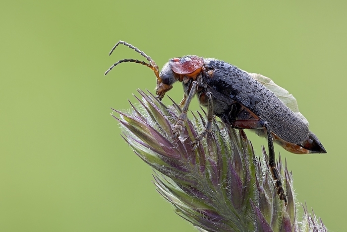Soft-bodied beetle Cantharis rustica, by Frank Derer