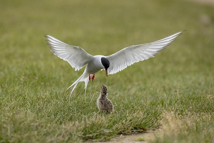 Arctic tern (Sterna paradisaea), feeding the chick in flight, Iceland, Europe, by Rainer Müller