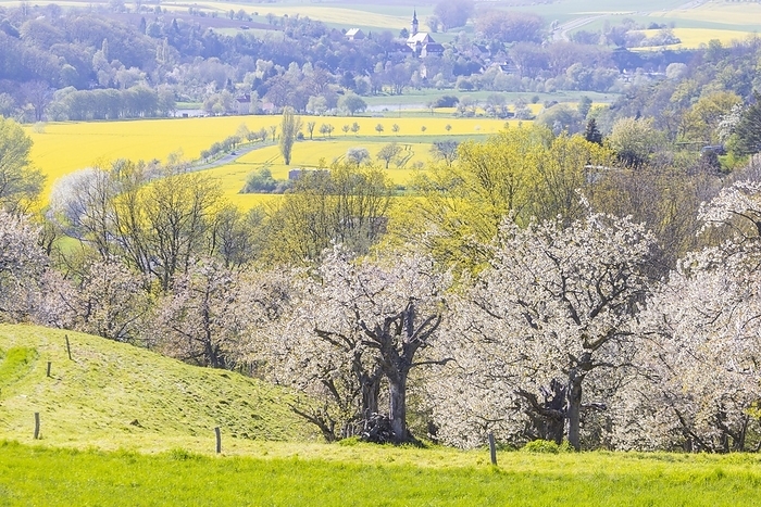 Orchard meadows in the Elbe valley above Karpfenschänke, by Sylvio Dittrich