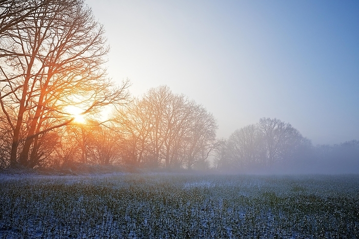 Germany Atmospheric sunrise over a field with fog in winter, Witten, Ruhr area, North Rhine Westphalia, Germany, Europe, by Stefan Ziese
