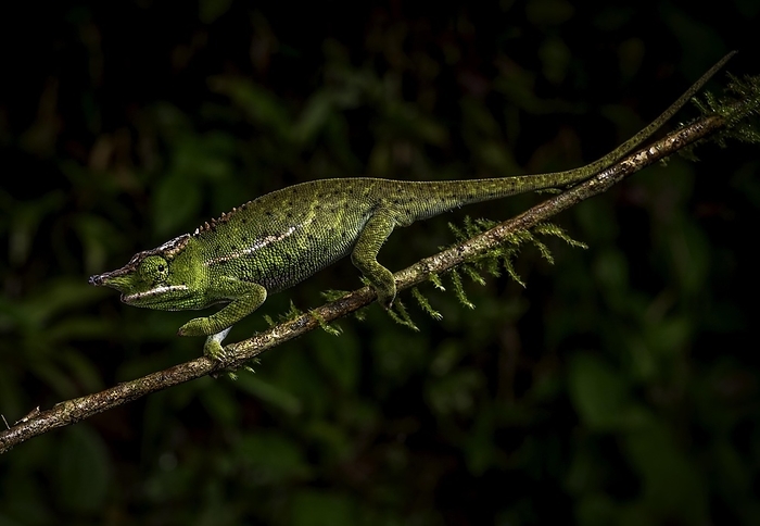 Sharp-nosed chameleon (Furcifer wilsii) in the rainforests of eastern Madagascar, by Thorsten Negro