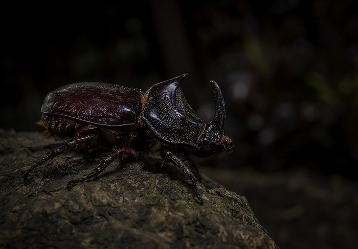 Rhinoceros beetles in the rainforests of north-eastern Madagascar, by Thorsten Negro