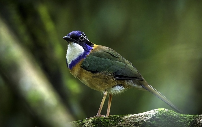 Pitta-Like Ground Roller in the rainforests of eastern Madagascar, Madagascar, Africa, by Thorsten Negro
