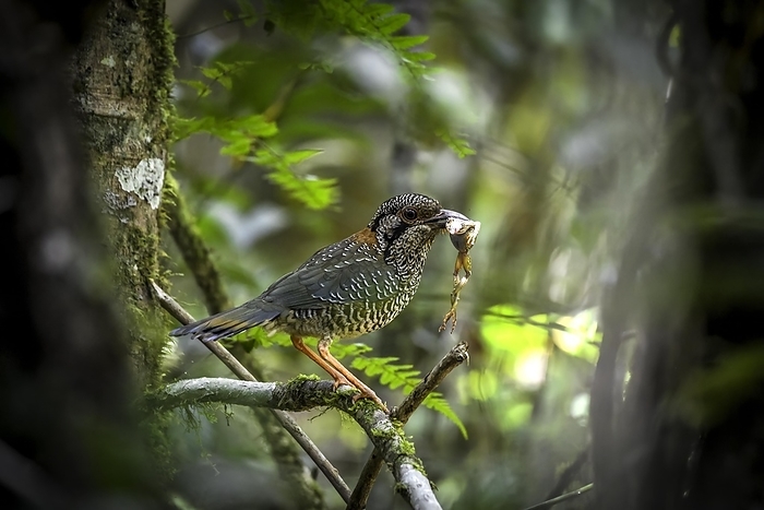 Scaly Ground Roller in the rainforests of eastern Madagascar, Madagascar, Africa, by Thorsten Negro