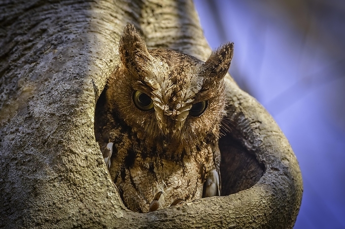Long-eared owl in the dry forests of western Madagascar, by Thorsten Negro