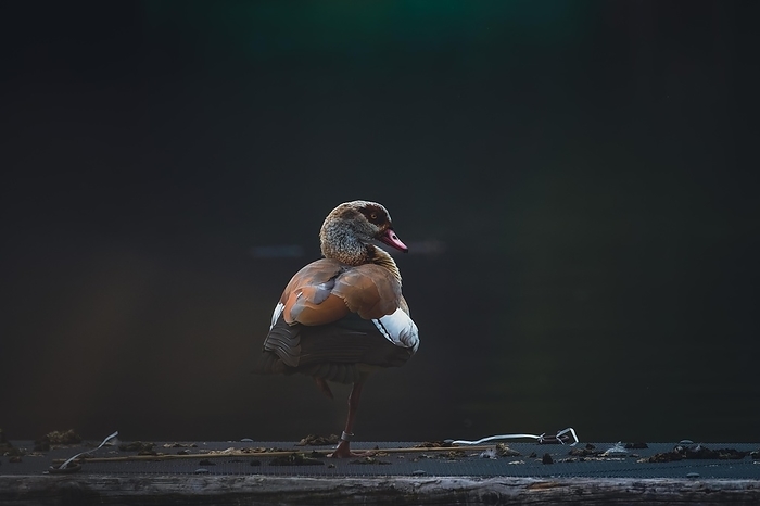 Egyptian goose  Branta sandvicensis  Egyptian goose  Alopochen aegyptiaca , a single bird stands on one leg on a dark background at the lake, Max Eyth See, Stuttgart, Germany, Europe, by Tobias Huet