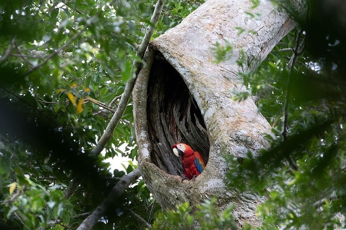 A colourful macaw, parrot resting in a tree cave, jungle, Colombia. South America, by Tobias Huet