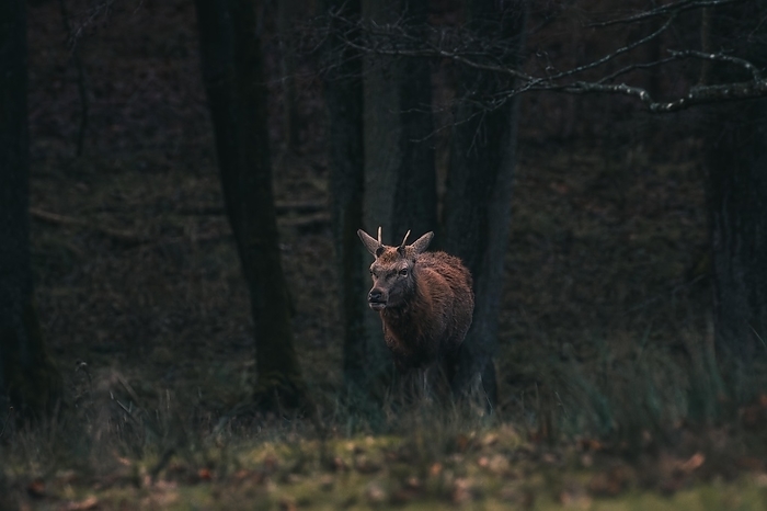 A young stag pauses and looks intently into the forest, Stuttgart, Baden-Württemberg, Germany, Europe, by Tobias Huet