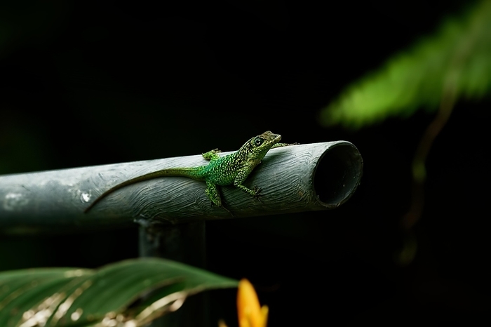 A green reptile resting on a metal tube, Martinique, France, North America, by Tobias Huet