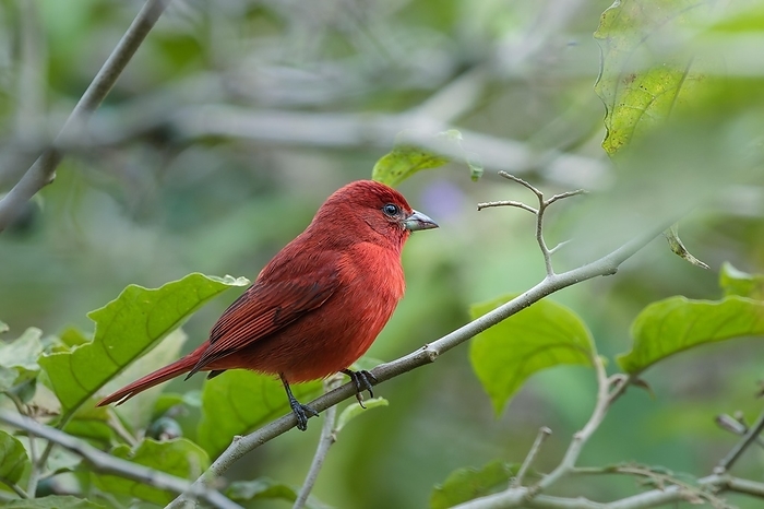 A bright red bird sitting on a thin branch, Safari, Birdwatching, Etosha National Park, Namibia, Africa, by Tobias Huet