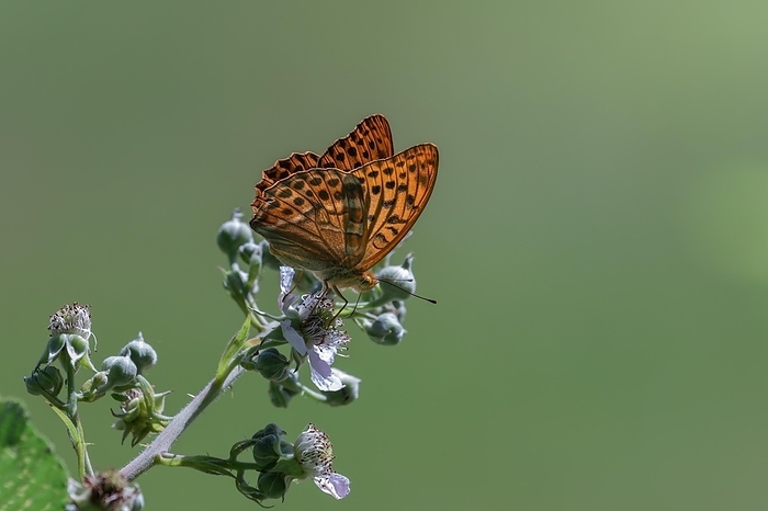 An Emperor Cloak, Argynnis paphia, silver stroke, butterfly sits on a plant and collects nectar, Stuttgart, Baden-Württemberg, Germany, Europe, by Tobias Huet