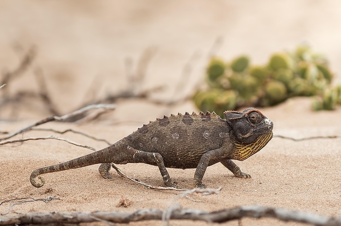 A chameleon moves through the sand of the desert, sand dune, safari, wildlife, Namibia, Africa, by Tobias Huet