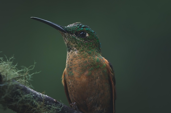 A fawn-breasted brilliant (Heliodoxa rubinoides) small green bird resting on a branch in the jungle, Armenia, Colombia, South America, by Tobias Huet
