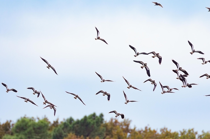 A flock of lapwings flying in formation over an autumn sky, Réserve Ornithologique Du Teich, Gironde, France, Europe, by Tobias Huet