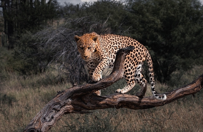 A leopard observes its surroundings from a tree, Safari, Gamedrive, Dustembrook Namibia, by Tobias Huet
