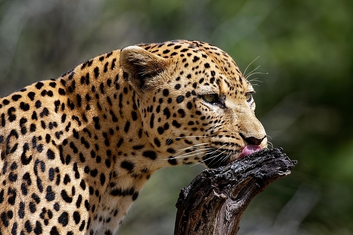 A leopard licks a branch with relish, Gamedrive, Dustembrook Namibia, by Tobias Huet