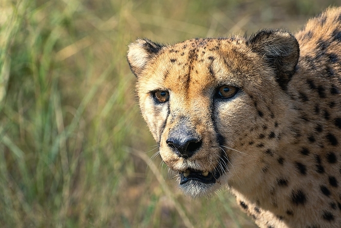 A cheetah observing its surroundings in the steppe, safari, wildlife, Etosha National Park, by Tobias Huet