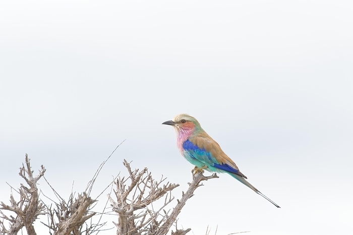 Forked Roller, Roller, Lilac Roller Portrait, a colourful bird resting on a dry branch, insectivore, safari, wildlife, Etosha National Park, Namibia, Africa, by Tobias Huet