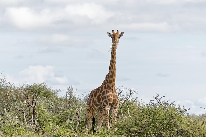 A giraffe looks curiously into the camera, Safari, Gamedrive, Namibia, Africa, by Tobias Huet
