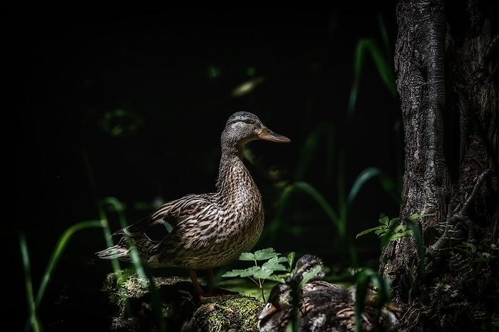 Mallard mother with her young resting in the shelter of the dark forest, Rems Valley, Stuttgart, Baden-Württemberg, Germany, Europe, by Tobias Huet