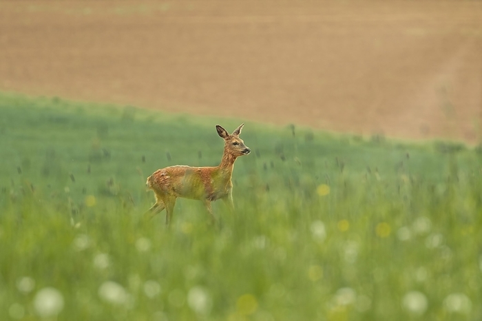 A fawn moves cautiously through a green field, Stuttgart, Baden-Württemberg, Germany, Europe, by Tobias Huet