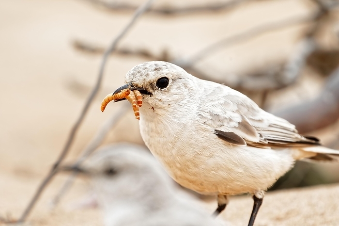 A bird in the desert holds food in its beak, Safari, wildlife, Namibia, Africa, by Tobias Huet
