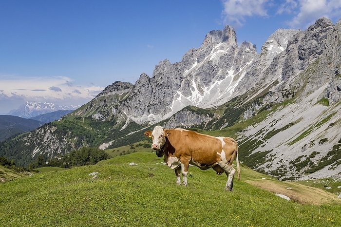 Austria Alpine cow and mountain Gro e Bischofsm tze, Bischofsmuetze in the Gosaukamm range of the Dachstein Mountains, Upper Styria, Steiermark, Austria, Europe, by alimdi   Arterra