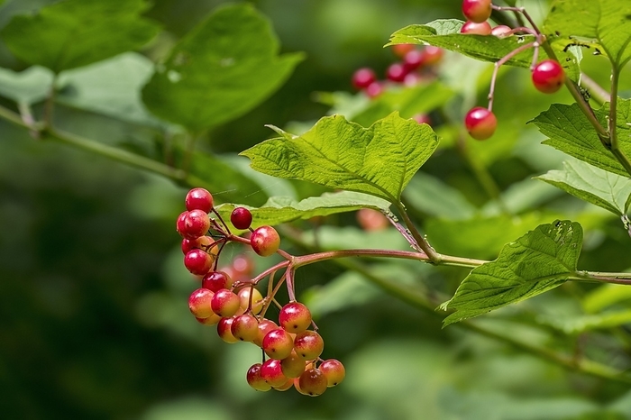 Japanese bush cranberry Guelder rose, water elder, snowball tree  Viburnum opulus  close up of red berries, fruits hanging from bush in forest in summer, by alimdi   Arterra