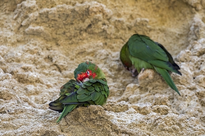 Mitred parakeets, mitred conures (Psittacara mitratus) sleeping in rock face, native to South American Andes from Peru through Bolivia to Argentina, by alimdi / Arterra