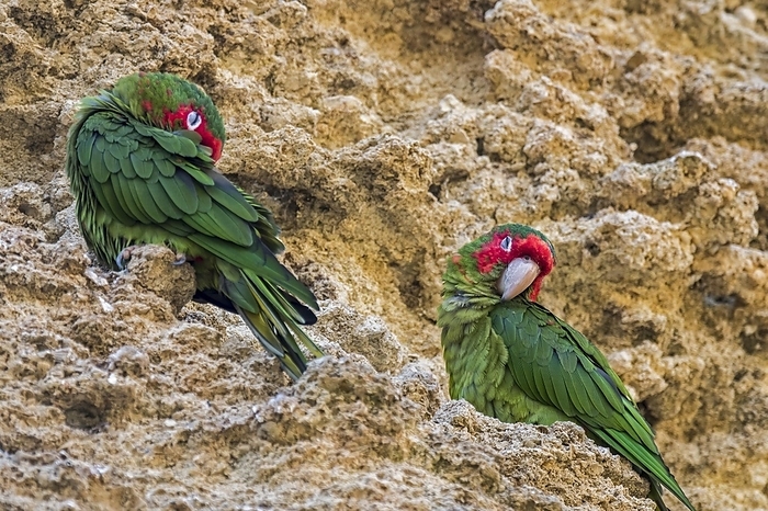 Mitred parakeets, mitred conures (Psittacara mitratus) sleeping in rock face, native to South American Andes from Peru through Bolivia to Argentina, by alimdi / Arterra