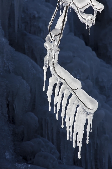Icicles forming along twig near frozen waterfall in winter, by alimdi / Arterra