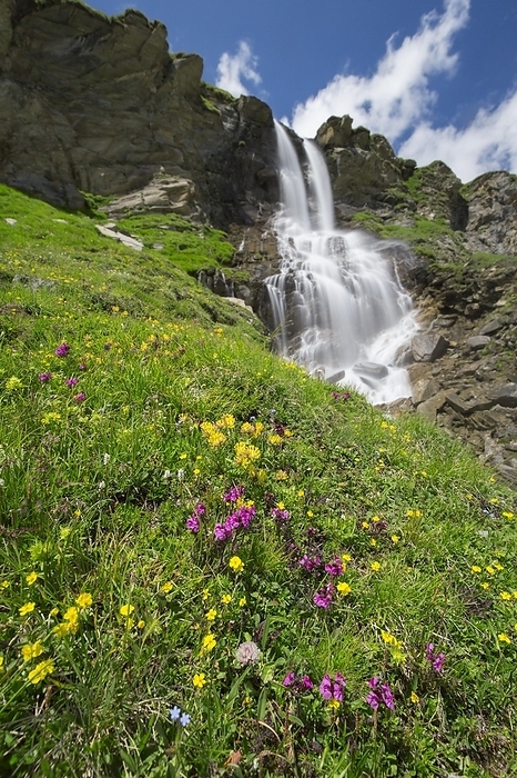 Austria Alpine wildflowers blooming in front of the Nassfeld waterfall in the Hohe Tauern National Park, Carinthia, K rnten, Austria, Europe, by alimdi   Arterra