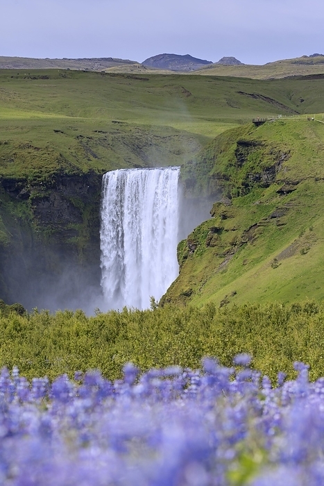 Iceland Skogafoss, 63 m high waterfall situated on the Sk g  River in summer, Sk gar, Iceland, Europe, by alimdi   Arterra