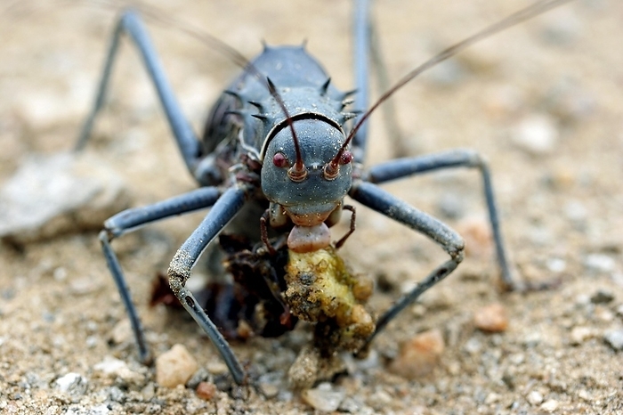 Armoured ground cricket, armored bush cricket (Acanthoplus discoidalis) eating prey, Namibia, South Africa, Africa, by alimdi / Arterra / Marica van der Meer
