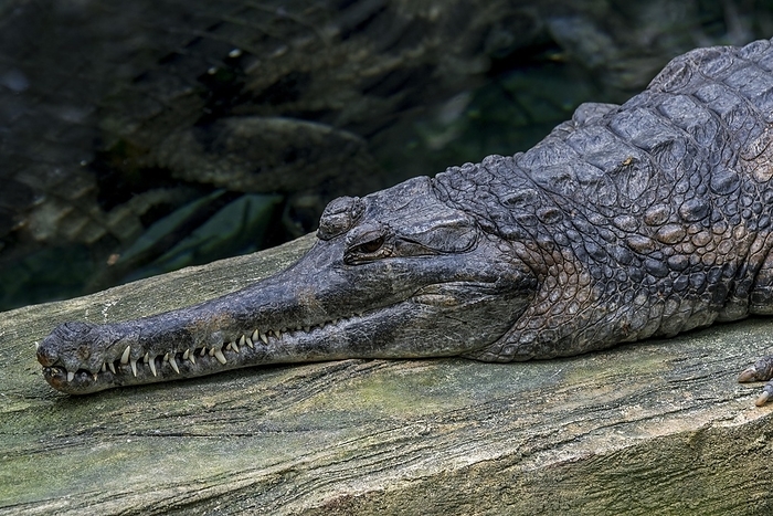 False gharial, Malayan gharial, Sunda gharial (Tomistoma schlegelii), freshwater crocodilian native to Peninsular Malaysia, Borneo, Sumatra and Java, by alimdi / Arterra / Philippe Clément