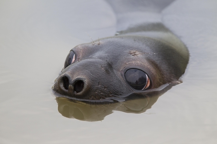 hooded seal  Cystophora cristata  Hooded seal  Cystophora cristata , young female swimming, Germany, Europe, by alimdi   Arterra   Sven Erik Arndt