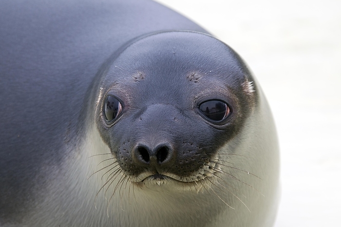 hooded seal  Cystophora cristata  Hooded seal  Cystophora cristata , young female close up, Germany, Europe, by alimdi   Arterra   Sven Erik Arndt
