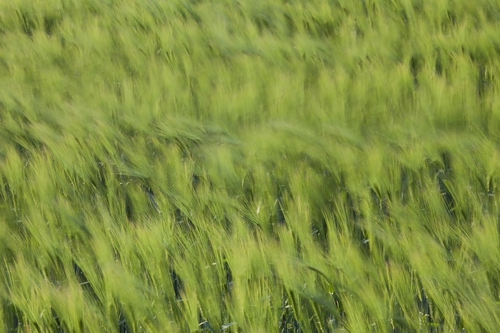 barley  Hordeum vulgare  Motion blurred barley field  Hordeum vulgare  with unripe spikelets moving in the wind in spring, by alimdi   Arterra   Sven Erik Arndt