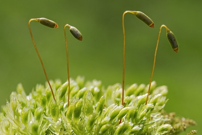 Swan's-neck thyme-moss, Horn calcareous moss (Mnium hornum) close up of capsules, by alimdi / Arterra / Johan De Meester