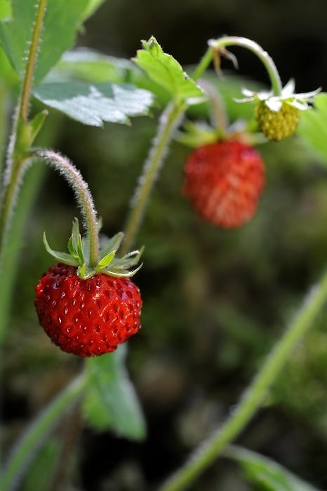 Woodland strawberry, Wild strawberries (Fragaria vesca) in forest, by alimdi / Arterra / Philippe Clément