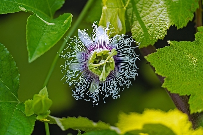 passion fruit  Passiflora edulis  Close up of flowering passion fruit  Passiflora edulis  vine species of passion flower native to southern Brazil, South America, by alimdi   Arterra   Marica van der Meer