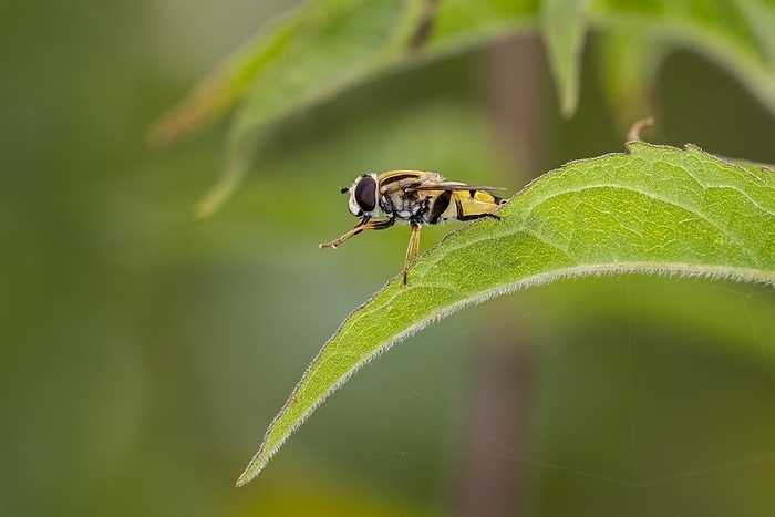 Sun fly, Marsh hoverfly (Helophilus pendulus, Helophilus similis) resting on leaf in summer, by alimdi / Arterra / Philippe Clément