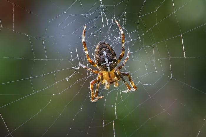 European garden spider, diadem spider, cross spider, cross orbweaver (Araneus diadematus) in web, by alimdi / Arterra / Johan De Meester