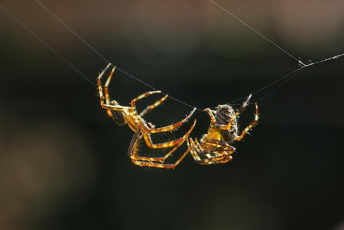 European garden spiders, diadem spider, cross spider, cross orbweaver (Araneus diadematus), courting male approaching female, by alimdi / Arterra / Johan De Meester